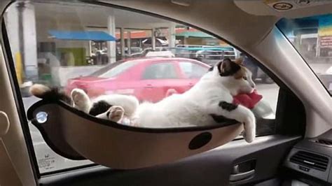 kedi arabada nasıl taşınır